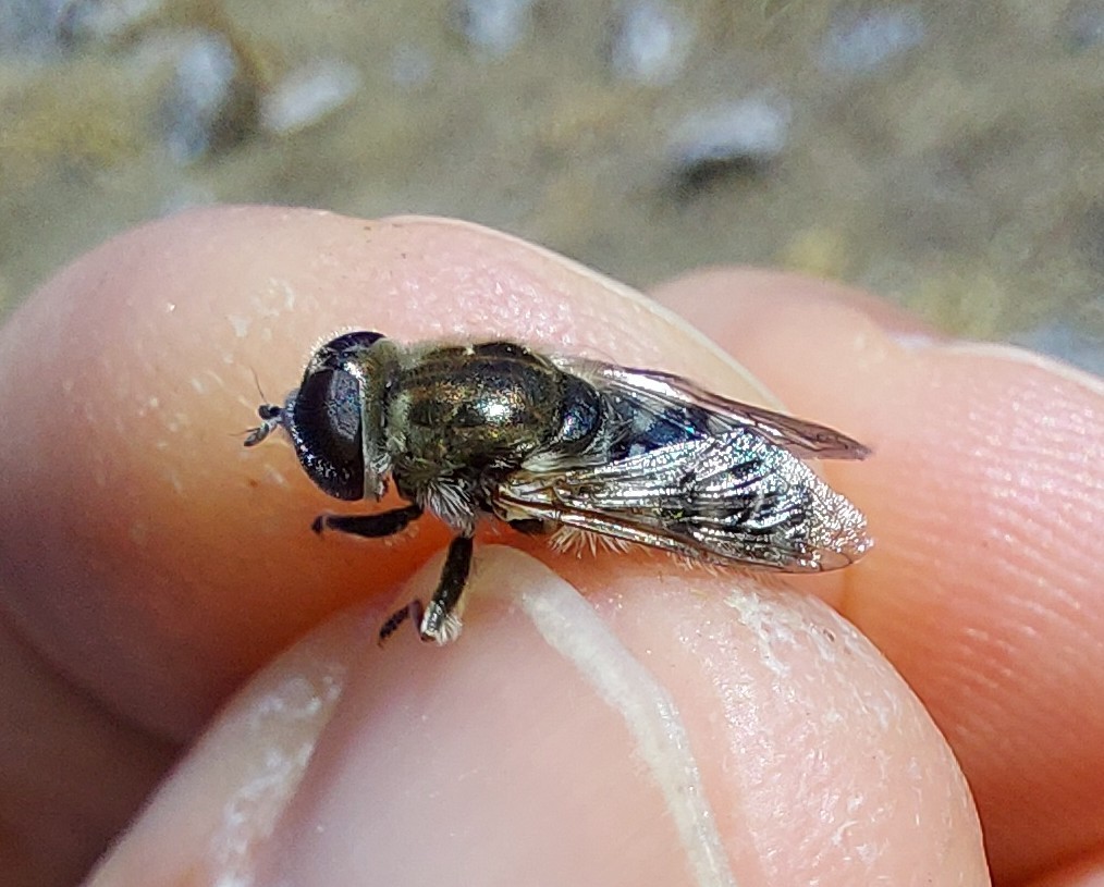 Merodon pulveris
