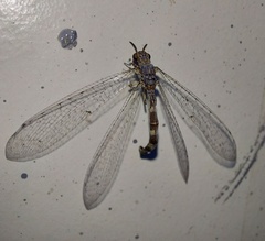 Delfimeus irroratus