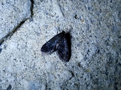 Elophila tinealis