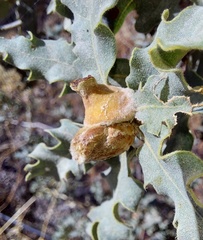 Andricus tomentosus