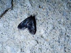 Elophila tinealis