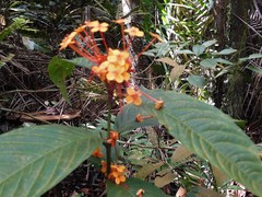Ixora congesta