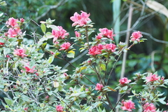 Rhododendron oldhamii