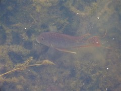 Geophagus altifrons