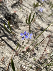 Heliophila digitata