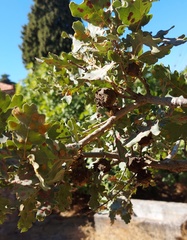 Andricus sternlichti