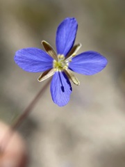 Heliophila digitata