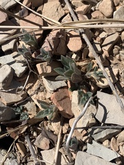 Boechera microphylla