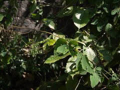 Mucuna monosperma