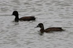 Netta erythrophthalma