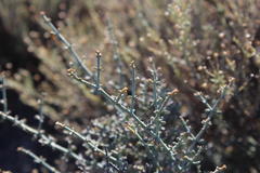 Tetraena chrysopteros