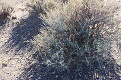 Tetraena chrysopteros