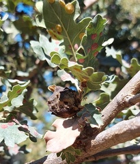 Andricus sternlichti