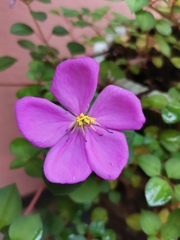 Heterotis rotundifolia