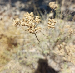 Origanum onites