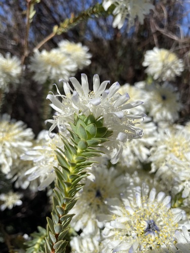 Image of Lachnaea filamentosa by (c) Matt Berger, some rights reserved (CC BY)