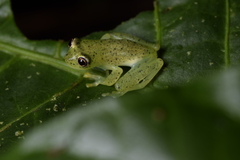 Chimerella mariaelenae