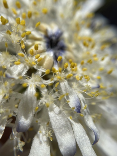 Image of Lachnaea filamentosa by (c) Matt Berger, some rights reserved (CC BY)