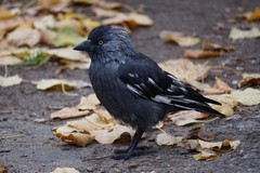 Corvus monedula