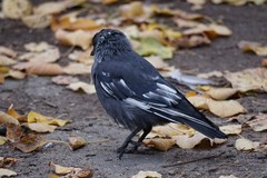 Corvus monedula