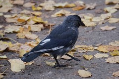 Corvus monedula