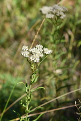 Achillea ptarmicoides