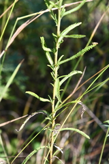 Achillea ptarmicoides