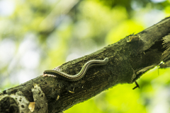 Ommatoiulus sabulosus