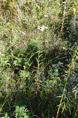 Achillea ptarmicoides