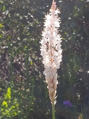Bulbinella cauda-felis