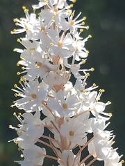 Bulbinella cauda-felis
