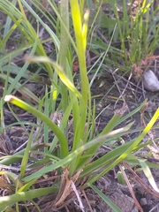 Bulbinella cauda-felis