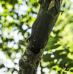 Ommatoiulus sabulosus