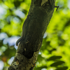 Ommatoiulus sabulosus