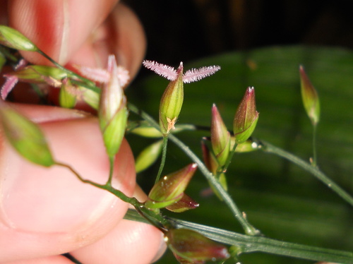 Ichnanthus panicoides