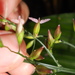 Ichnanthus panicoides - Photo (c) Lucas C. Marinho, some rights reserved (CC BY-NC), uploaded by Lucas C. Marinho