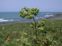 Angelica hirsutiflora