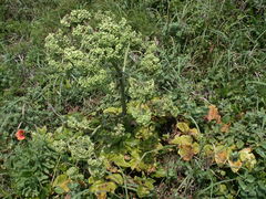 Angelica hirsutiflora