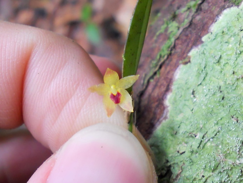 Octomeria doucetteana