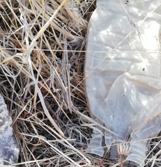 Acrida turrita