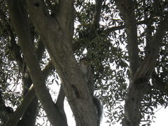 Sciurus carolinensis