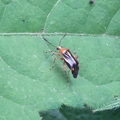 Horciasinus signoreti