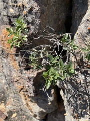 Teedia pubescens