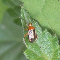 Horciasinus signoreti