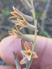 Dipcadi brevifolium