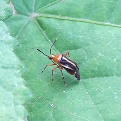 Horciasinus signoreti