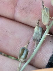 Dipcadi brevifolium