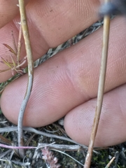 Dipcadi brevifolium