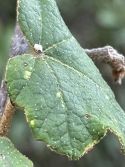 Fremontodendron mexicanum