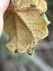 Fremontodendron mexicanum
